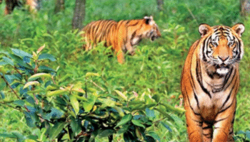 Sundarban tour operator