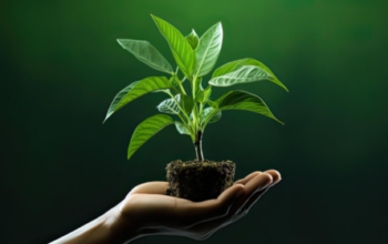 chelated micronutrient fertilizer