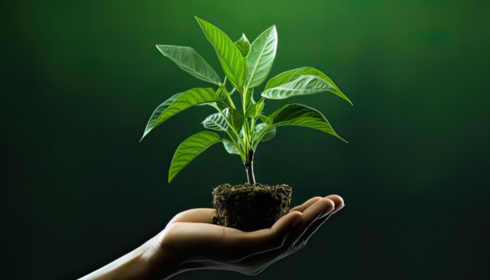 chelated micronutrient fertilizer